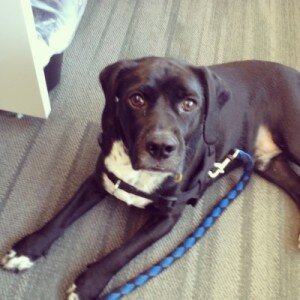 Spyder Trap - Dog Friday